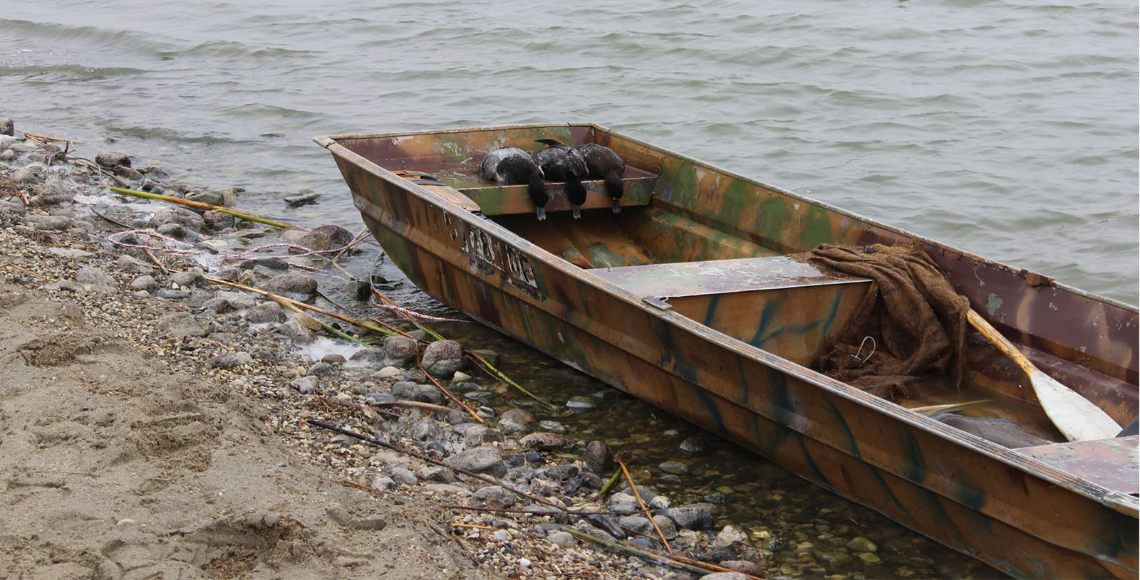 Duck Boat with Bluebills